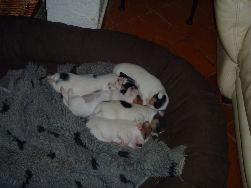 DE LA COURONNE DE FER - Jack Russell Terrier - Portée née le 28/02/2012
