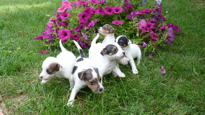 DE LA COURONNE DE FER - Jack Russell Terrier - Portée née le 03/05/2011